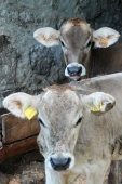 4 - vitelli